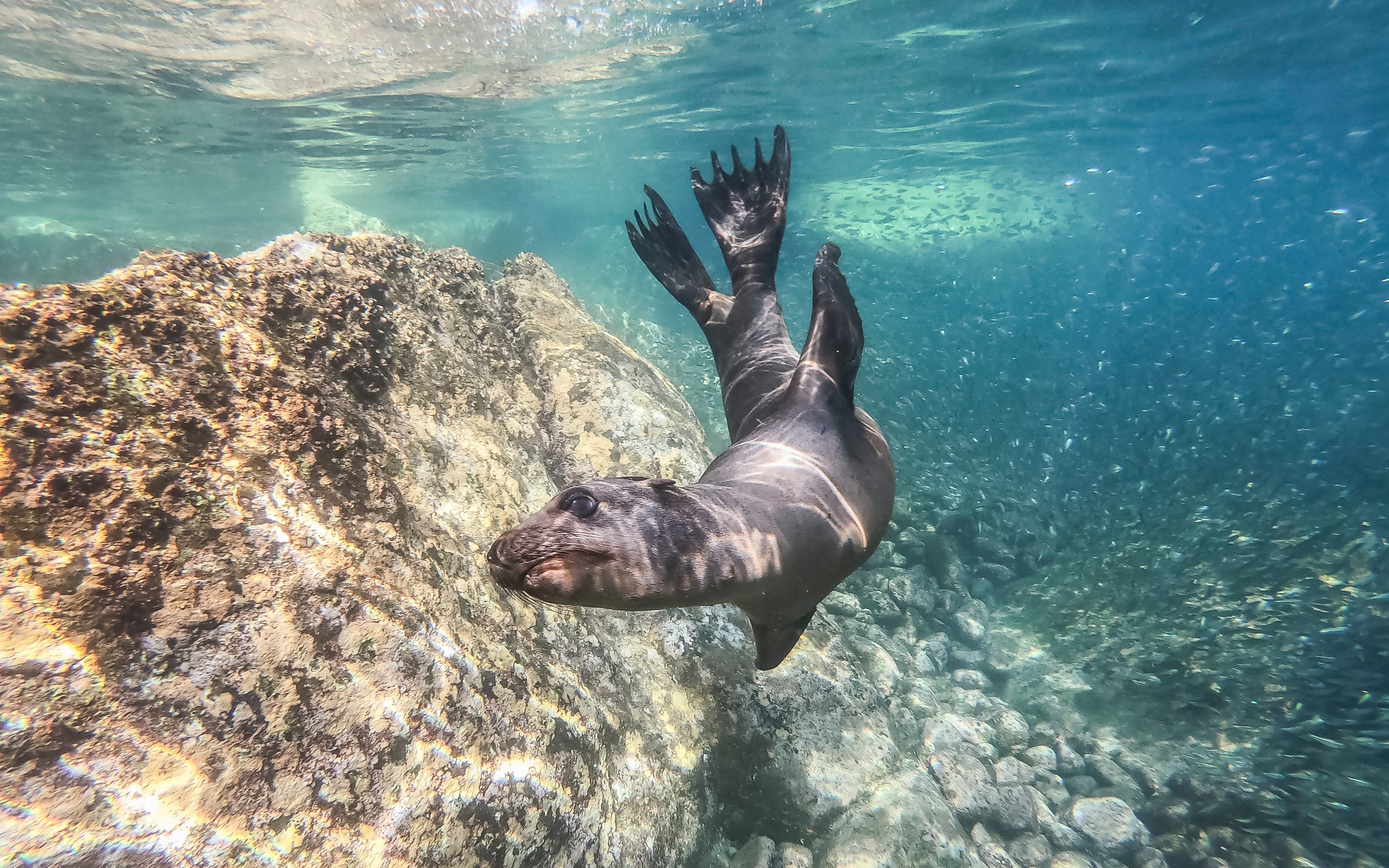 Sunscreen ingredients that are Harmful to our Marine Life